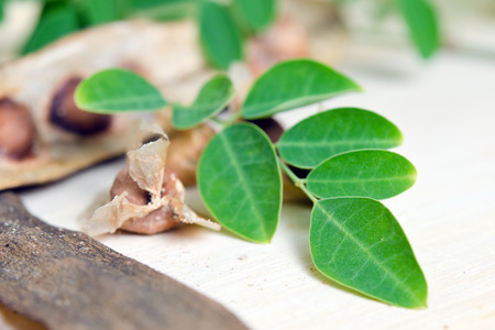 Moringa (Other names are Moringa oleifera Lam., MORINGACEAE, Futaba kom hammer, vegetable hum, Moringa hum bug, bug Hoo) leaf and seed isolated on woodの写真素材
