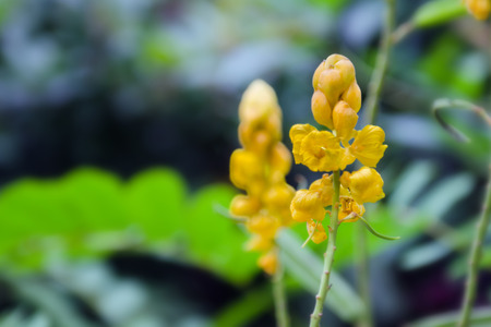 Yellow flower of Digestive herbs name Ringworm Bush (Also called as Cassia alata, Acapulo, Candelabra bush, Candle bush, Candlestick senna, Christmas candle, Ringworm Bush, candle bush Flower)の写真素材