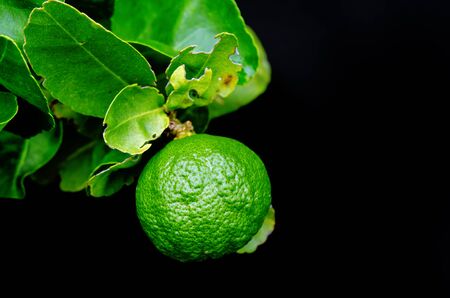Bergamot orange (Other names are Kaffir lime, Citrus Bergamia, Magnoliophyta lime, Rutaceae Bergamot, Bergamotto) hanging fruit with leaf isolated on black backgroundの写真素材