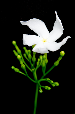 Orange Jessamine flower (Also named as Murraya paniculata, Satin-wood, Cosmetic Bark Tree, white Jessamine, Orange jasmine, Andaman satinwood, Chinese box, mock orange, satinwood, or Lakeview jasmine)の写真素材