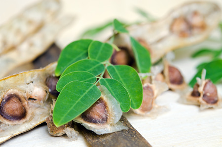 Moringa (Also known as Moringa oleifera Lam., MORINGACEAE, Futaba kom hammer, vegetable hum hum bug, Moringa bug Hoo) leaf and seedの写真素材