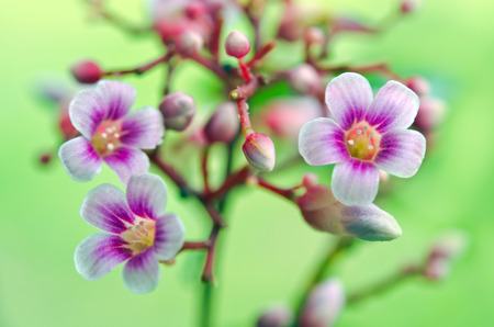 Star apple flower on the tree (Also called as Carambola, starfruit, Averrhoa apple carambola, Arkin in Florida, Dah Pon, Ma fueng, Maha, Demak, Golden Star, Newcomb, Star King, Golden star)の写真素材