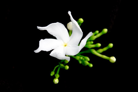 Orange Jessamine flower (Also named as Murraya paniculata, Satin-wood, Cosmetic Bark Tree, white Jessamine, Orange jasmine, Andaman satinwood, Chinese box, mock orange, satinwood, or Lakeview jasmine)の写真素材