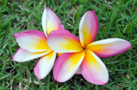 Plumeria flowers lying on the grass (Other names are frangipani, Apocynaceae, Nerium oleander, white plumeria, Leelavadee, Lunthom)の写真素材