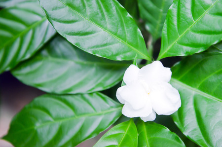 Jasmine (Other names are Jasminum, Jasmine Melati, Jessamine, Jasmine Oleaceae) flowers with leaf in the gardensの写真素材