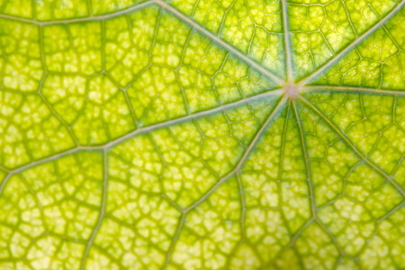 Leaf texture abstract background with closeup view on veinsの写真素材