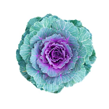 Fresh cabbage vegetable plant in the garden cropped square top view isolated on whiteの写真素材