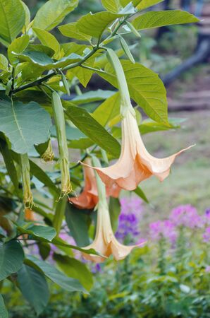 Yellow angel trumpet flowers on the tree (Brugmansia spp. In family Solanaceae) â beautiful tropical 6 to 12 inches long shape flowers for decoration in the gardenの写真素材