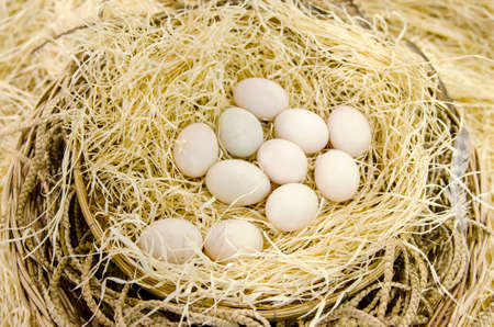 Eggs in the nest arranged for decoration in natural backgroundの写真素材