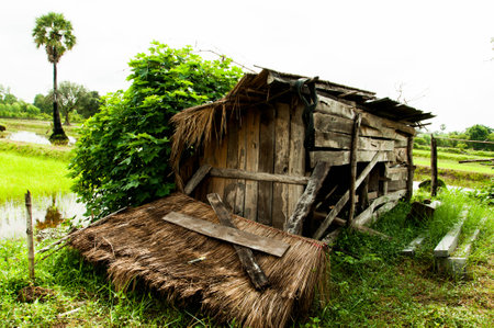 in the farmの写真素材