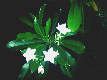 Flowers eveningの素材