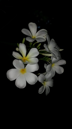 Frangipani の素材