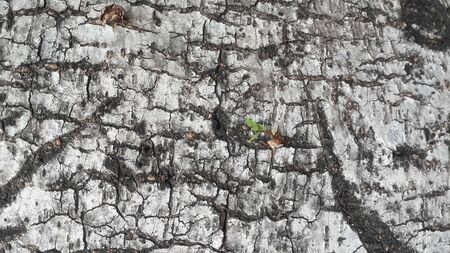 Wood texture background with natural pattern.background old panels