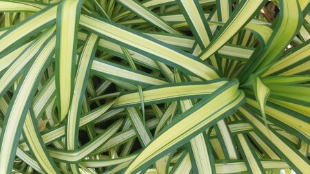 Texture of the leaves in the garden.