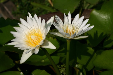 Two White Lotus Bloomingの写真素材