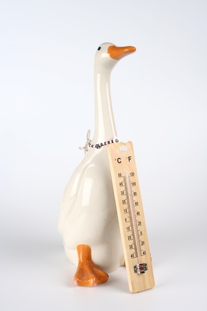 White duck with a thermometerの写真素材