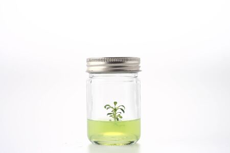 Small Tree in a bottle with green jellyの写真素材
