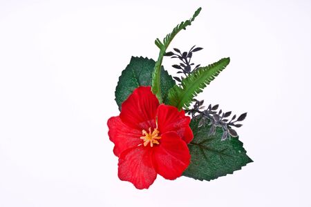 Artificial hibiscus, Chinese Rose on White Backgroundの写真素材