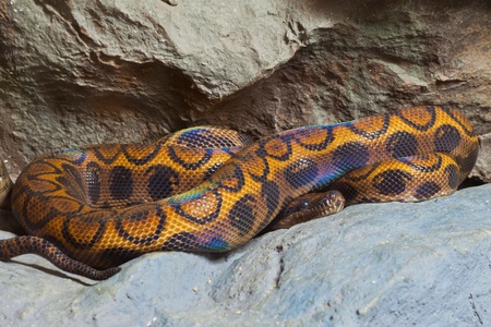Close up of Bazillion Rainbow Bo, focus at eyesの写真素材