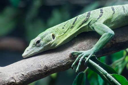 Green lizard on tree close up