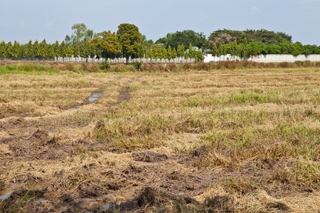 Prepared rice field in Thailandの写真素材