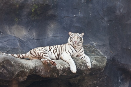 WHITE TIGER on a rockの写真素材