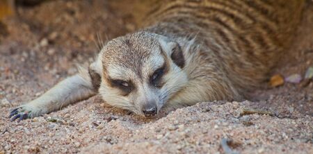 Meerkatの写真素材