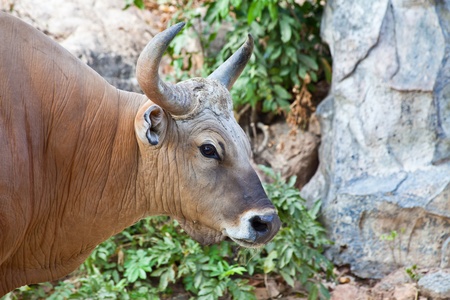 Close up Banteng or Red Bullの写真素材