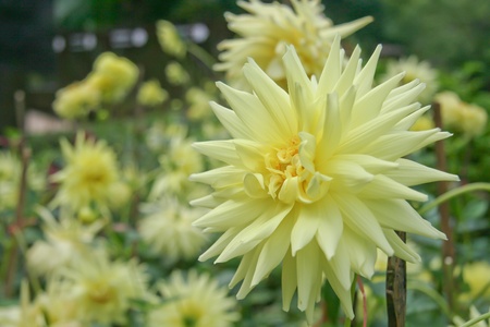 Pink dahlia flower in a garden