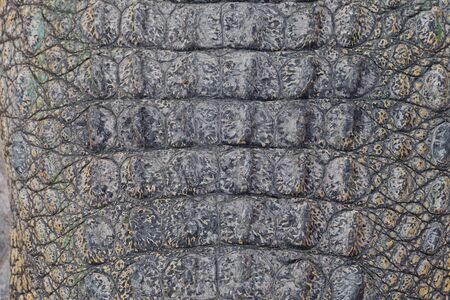 wild crocodile skin pattern