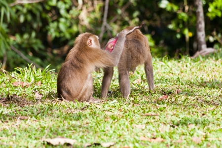 Monkey search for louse on another monkey