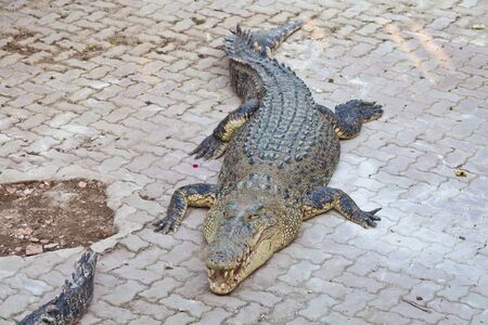 crocodileの写真素材