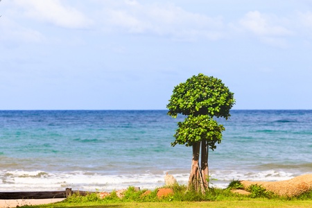 Tree on the beach with blue skyの写真素材