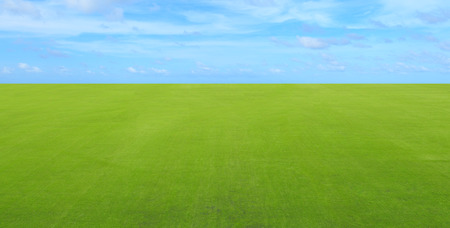 Green grass field with blue skyの写真素材