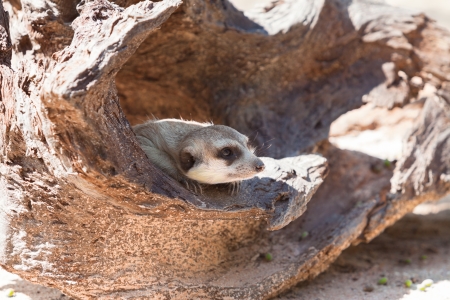 meerkatの写真素材