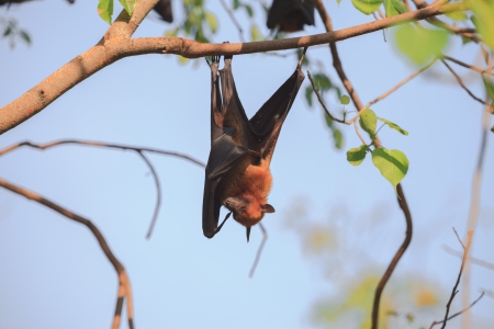 Flying Fox on the tree