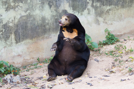 Sun bear sitting on the groundの写真素材