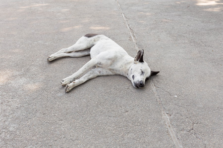 Thai dog sleeping happily on the road