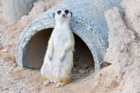 Single meerkat watching as a guardの写真素材