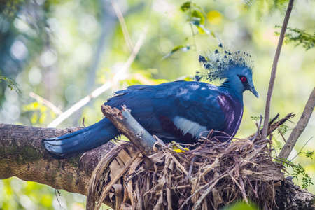 Victoria Crowned Pigeon bird on a tree branch