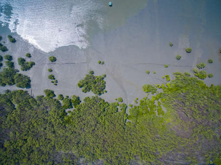 Aerial view of mangrove forest in Chonburi, Thailiand