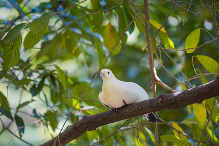 Pied Imperial pigeon bird on a tree branchの写真素材