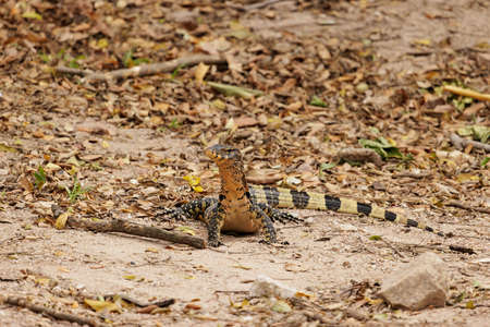 A small Asian water monitor (Varanus salvator) raise his head and looking for something on the...