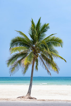 A lean coconut tree on Thung Wua Laen beach in Chumphon, Thailand during a sunny dayの写真素材