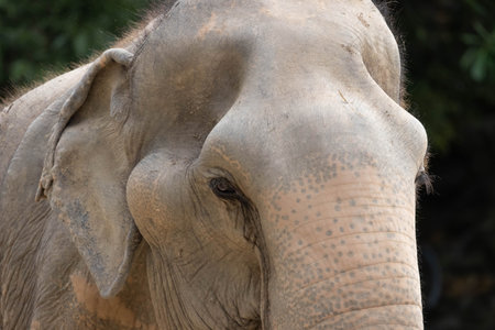 Close up of elephant in front viewの写真素材