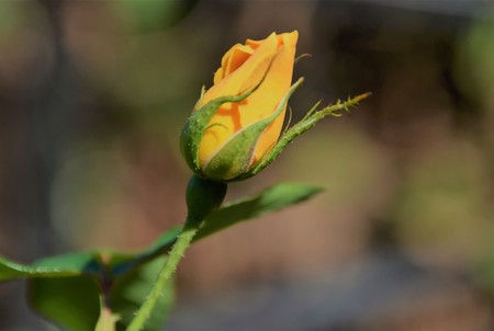 Yellow Rose Budの写真素材