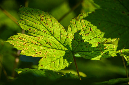 A close-up of a green leaves in the sun.