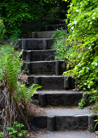 Wooden staircase with bushes on the side.の写真素材
