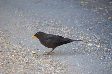 Black bird eating on the road.の写真素材