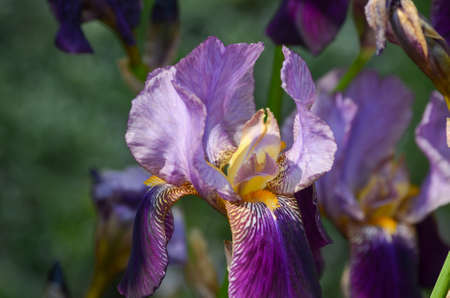 Close-up of a purple flowerの写真素材